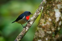 Kvetozob horsky - Dicaeum monticolum - Black-sided Flowerpecker o4204